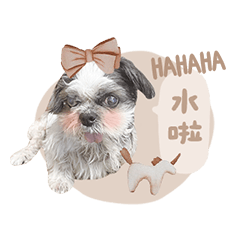 MASHU Shih Tzu