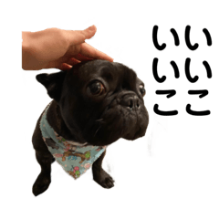 kawaii french bull dogs
