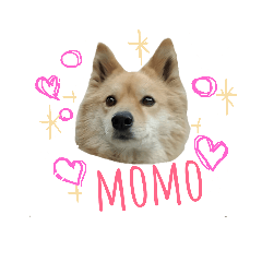 Japanese momo pet dog