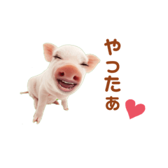 Pig_20220416082708