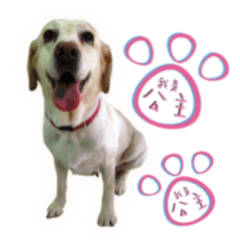 公主 拉布拉多犬