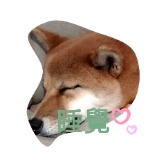 shiba kimi10 超值款