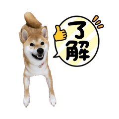 Shiba Inu's Lulu-chan