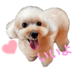 Rose's daily life - It's a toy poodle