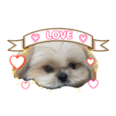 Kawaii Shih Tzu dog