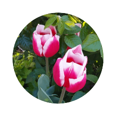 Tulips, flowers, plants, organisms,