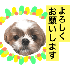 Our Shih Tzu Dog Stickers 2