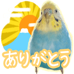 3birds from the Popopipi's family