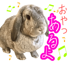 うさぎのすばる 親がよく使う言葉