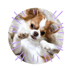 cute dog Chihuahua - Goma Baby