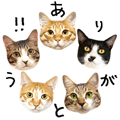 Five Cat's
