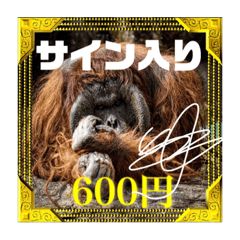 Luxury orangutan sticker