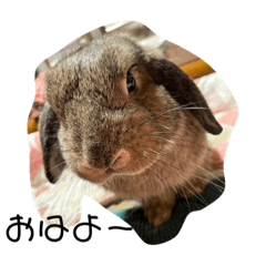 bunny_20220418114856