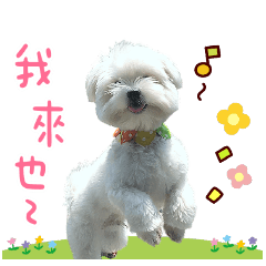 排骨專屬表情包