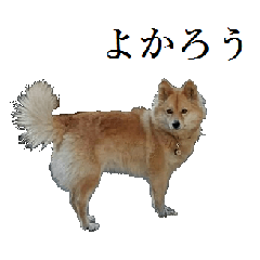 Japanese pet dog sticker