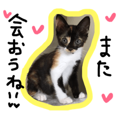 三毛猫キティちゃん♡写真スタンプ