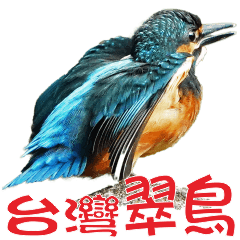 台灣鳥 - 翠鳥