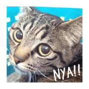 Nya!Nya!Nya!