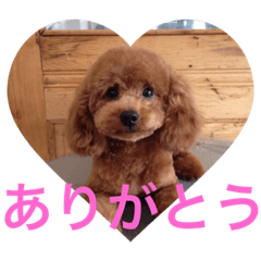 toypoodle@ten 24ver