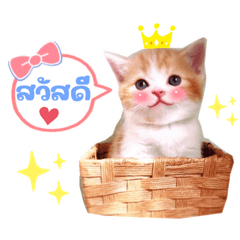 Cute cat cat 3 [thai]