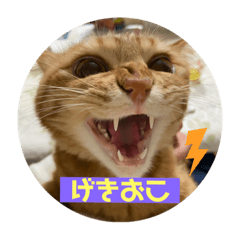 Alice_20220418185036