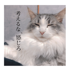 nanami_20220418204916