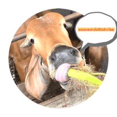 Hippieam_20220419003730