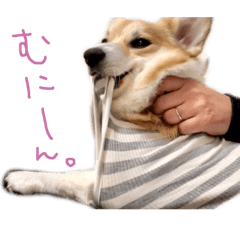 Luna the corgi-2