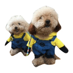 poodle fam