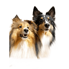 Everyday with Riki & Loop