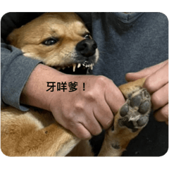 犬派至上