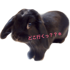 KOJIRO rabbit