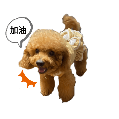 cute_red poodle