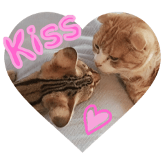 ALICE  F1Savannah cat