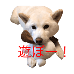 白柴ココの日常