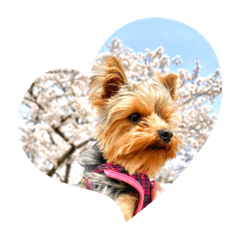 Cherry_20220419233109