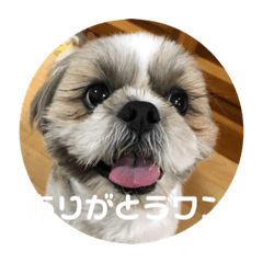 SUZU_20220420024742