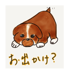 corgi plays