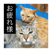 cat and baby and cat