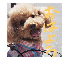 toypoodle KOUTA