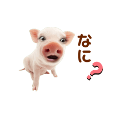 Pig_20220420153505