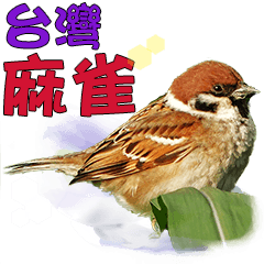 Taiwan bird - sparrow
