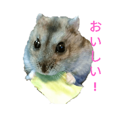 Ohagi(hamster)