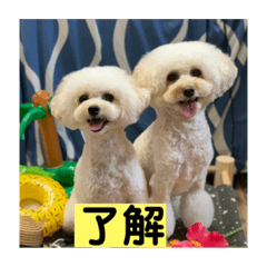 cocofuku_20220420182157