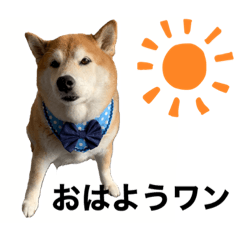 Shiba Inu Ichigo Stamp