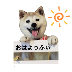 Shiba inu Yoffy