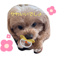 shiho_20220420220043