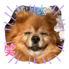 Cherry_20220420220601