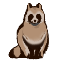 Fluffy Japanese raccoon dog