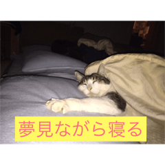 cat is sleeping everywhere
